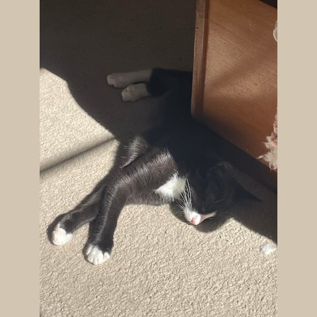 Photo of Mocha