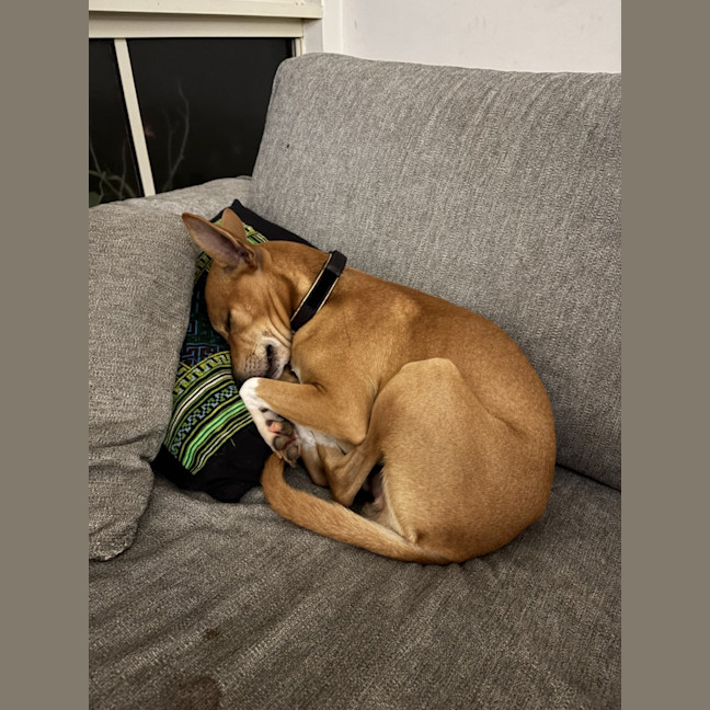 Photo of Buddy