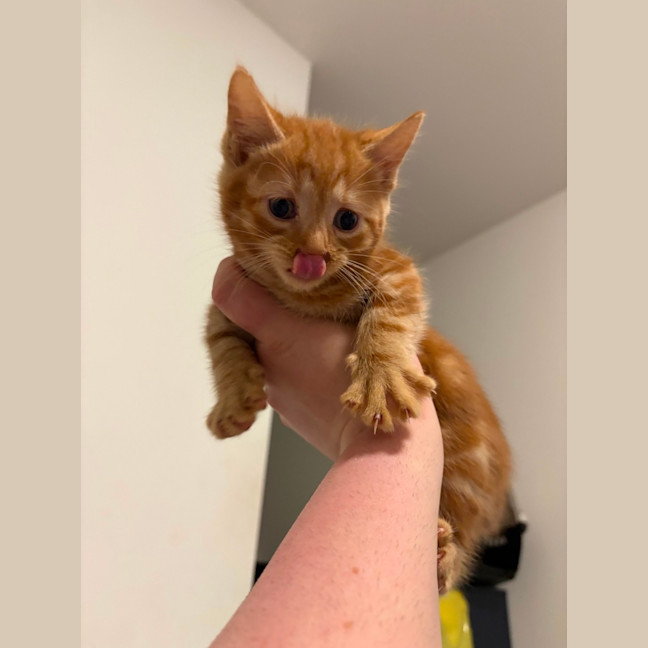 Photo of Roy Harper **2nd Chance Cat Rescue**