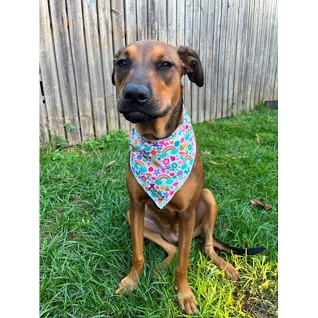 Photo of Gloria *$350 Adoption Fee*