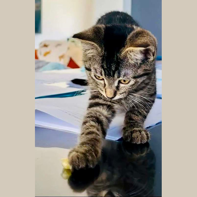 Photo of Peanut