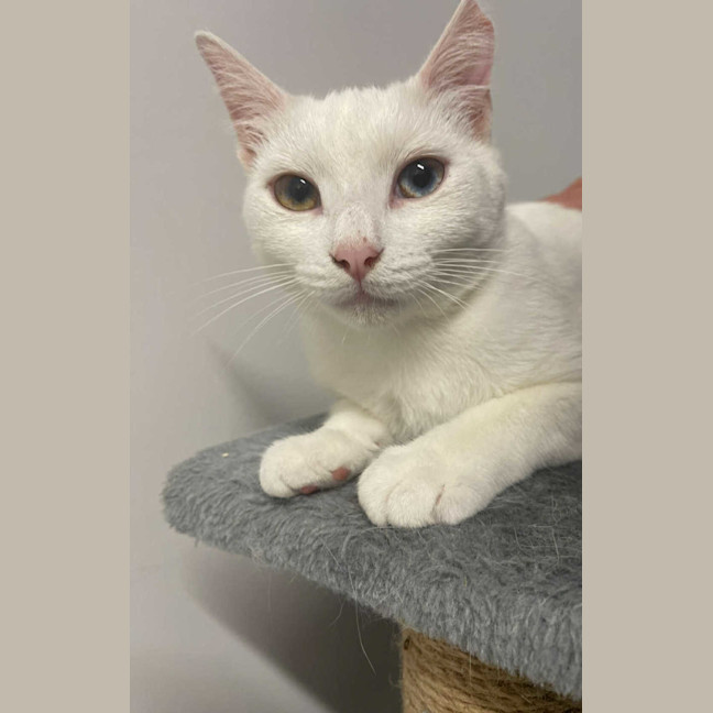 Photo of Luna