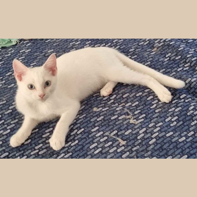 Photo of Frosty