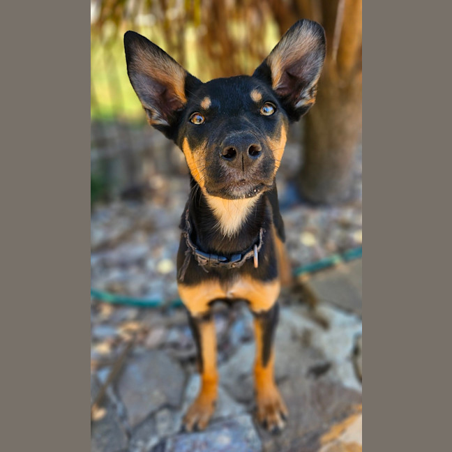 Photo of Alfalfa
