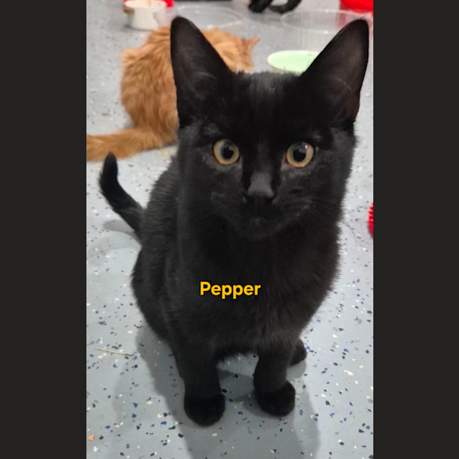Photo of Pepper 