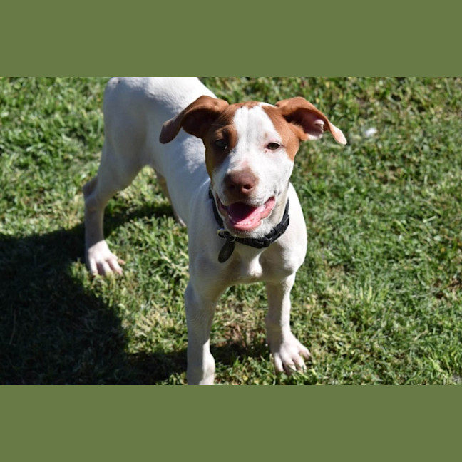 Photo of Ares