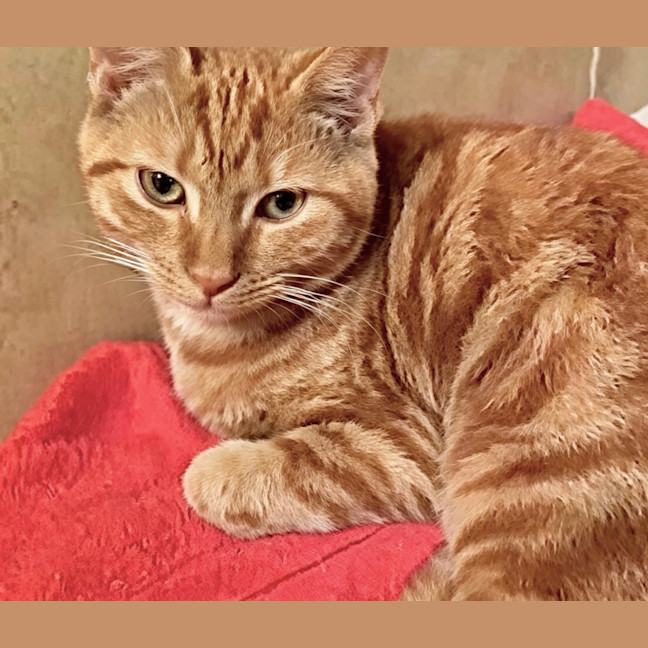 Photo of Kimba
