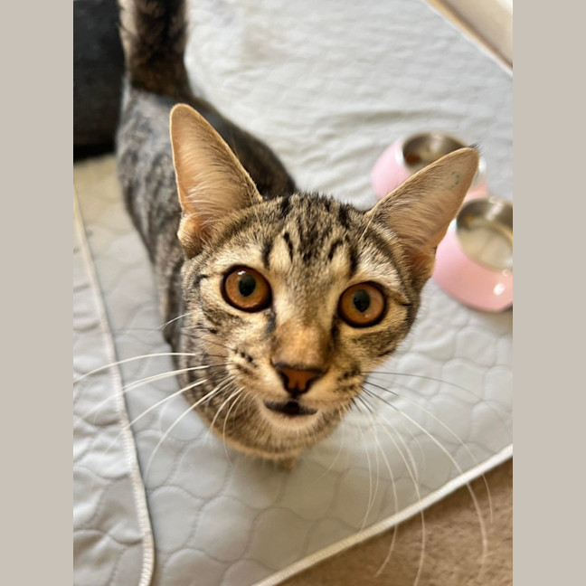 Photo of Tippy 