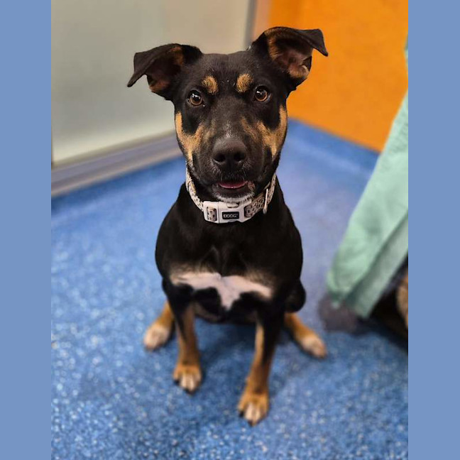 Photo of Cinder