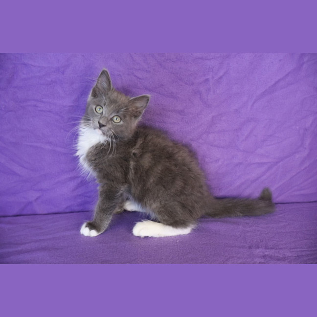 Photo of Crumpet