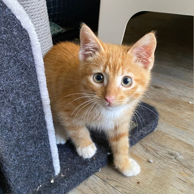 Photo of Peach