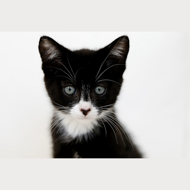 Photo of Echo