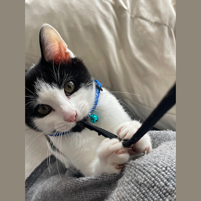 Photo of 🍪 Cookie 🍪 