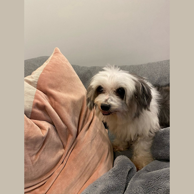 Photo of Fluffy Boy