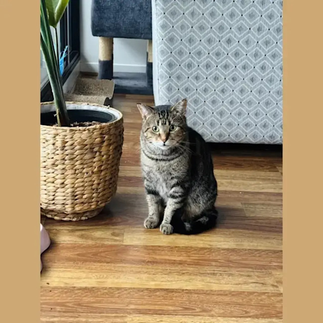 Photo of Kimchi & Bruno