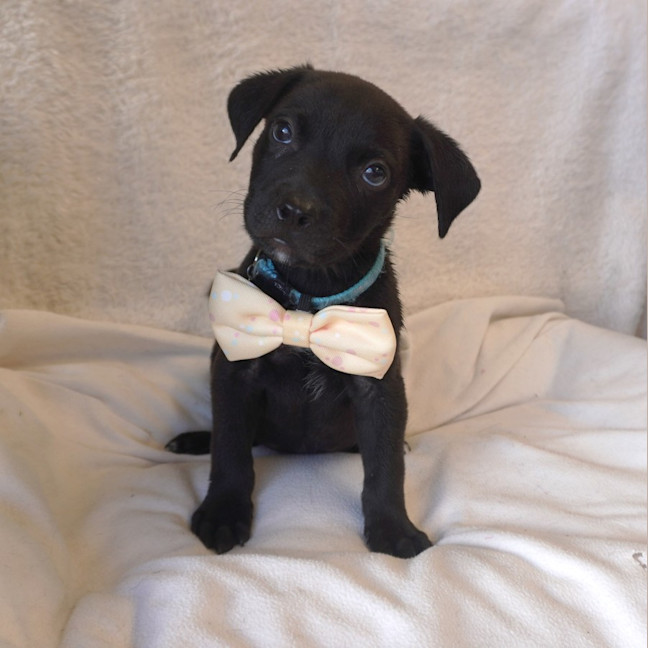 Photo of Grover