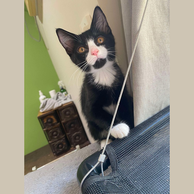 Photo of Willow (K41)