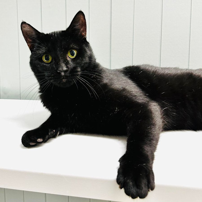 Photo of Milo   Malvern 