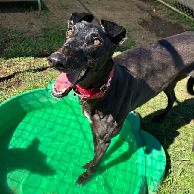 Photo of Shiloh The Greyhound
