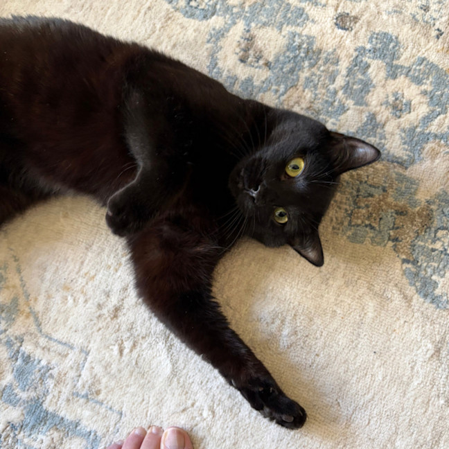 Photo of Midnight