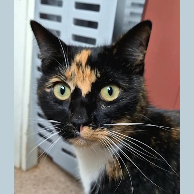 Photo of Pip