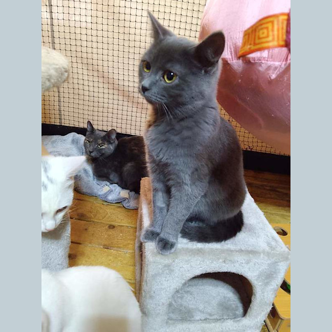Photo of Pepper