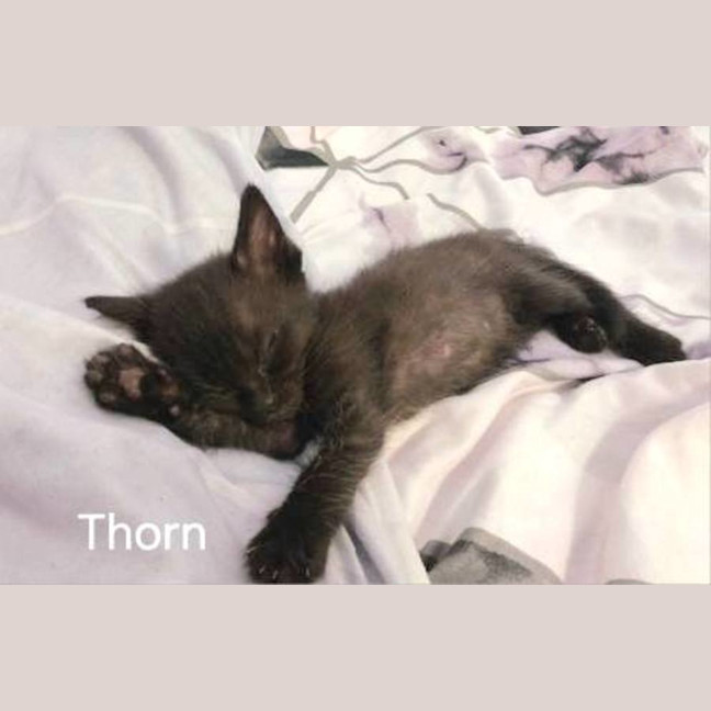 Photo of Thorn