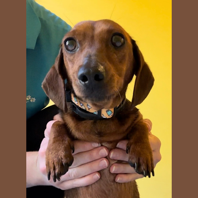 Photo of Missy