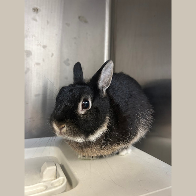 Photo of Mochi
