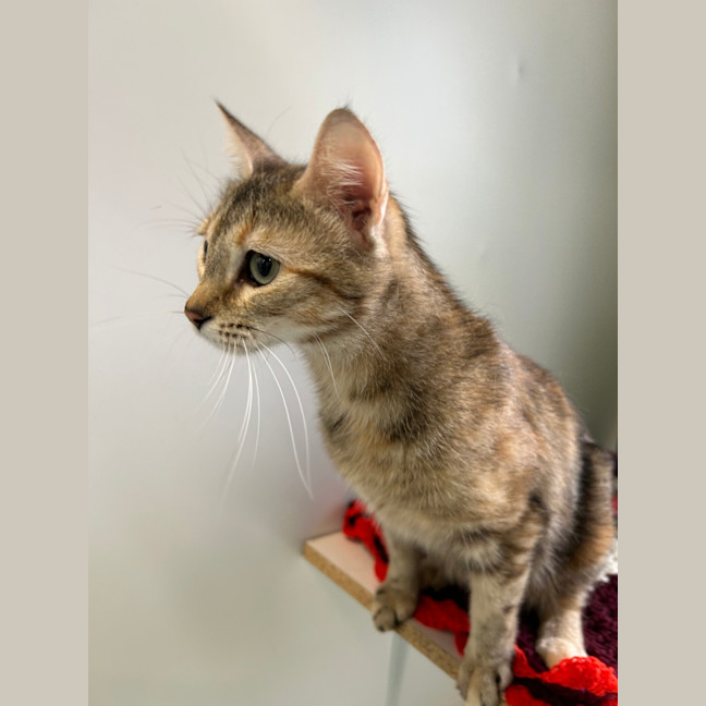 Photo of Sandy Shandy