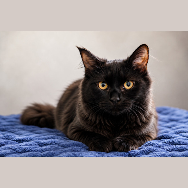 Photo of Henrietta