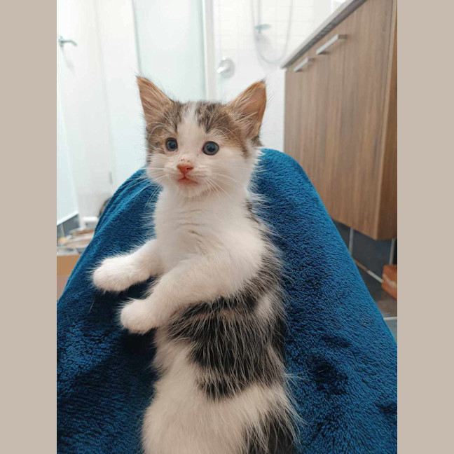 Photo of Dash