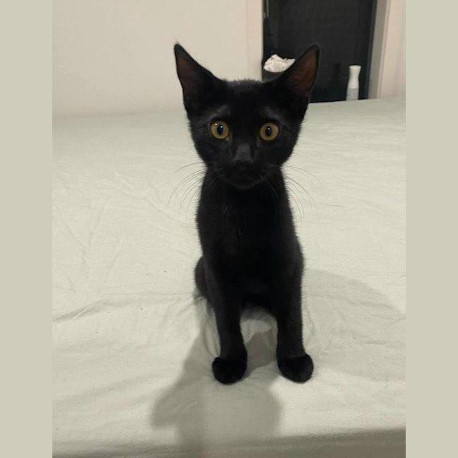Photo of Panther 