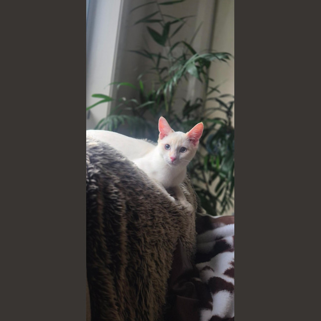Photo of Bluey