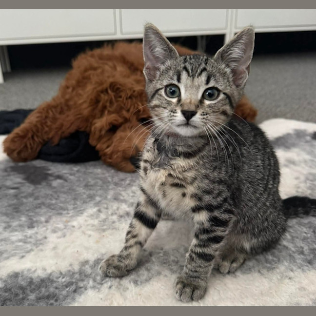 Photo of Pepe Le Pew