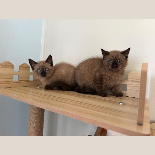 Photo of Mocha