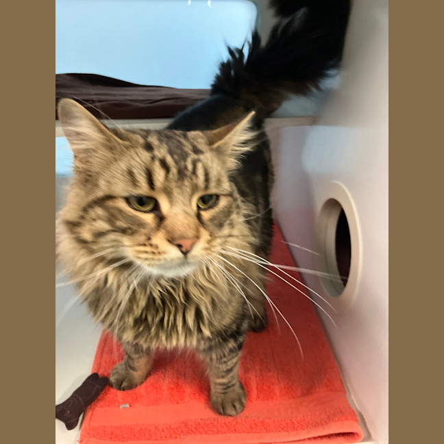 Photo of Merlin
