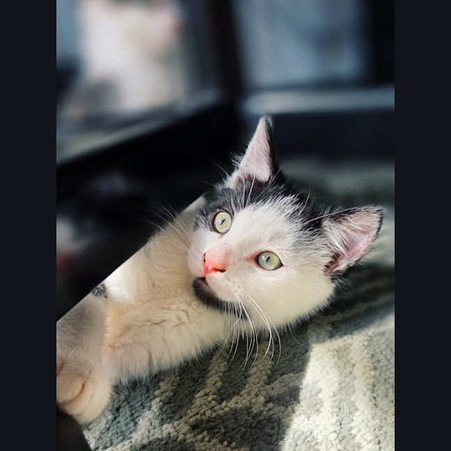 Photo of Stanley   In Foster Care In Northcote