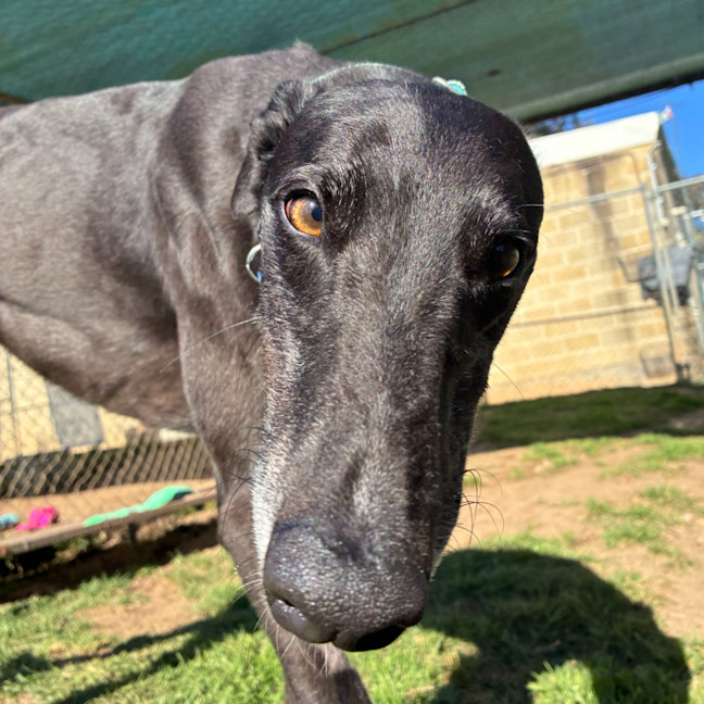 Photo of Shane Hollander The Greyhound