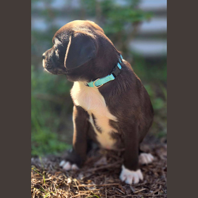 Photo of Twix