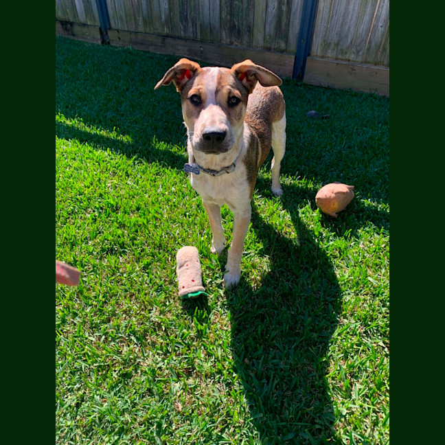Photo of Hunter