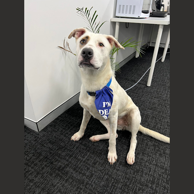 Photo of Cookie