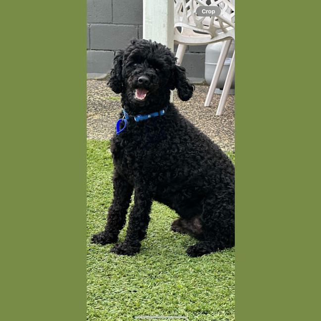 Photo of Rocky   6 Year Old Poodle
