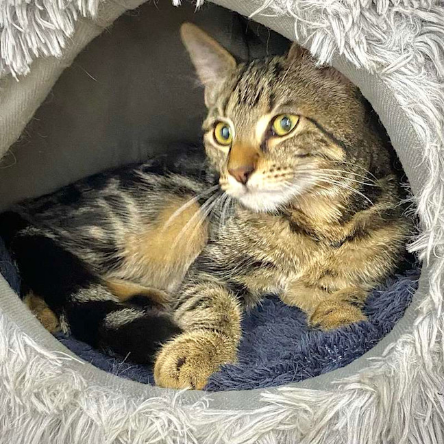 Photo of Diesel