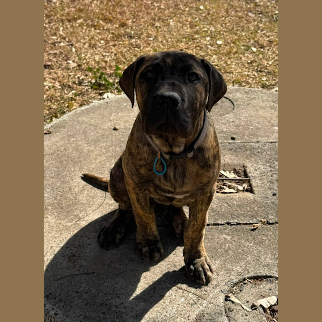 Photo of Banjo