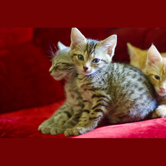 Photo of 💚 Emerald 💚