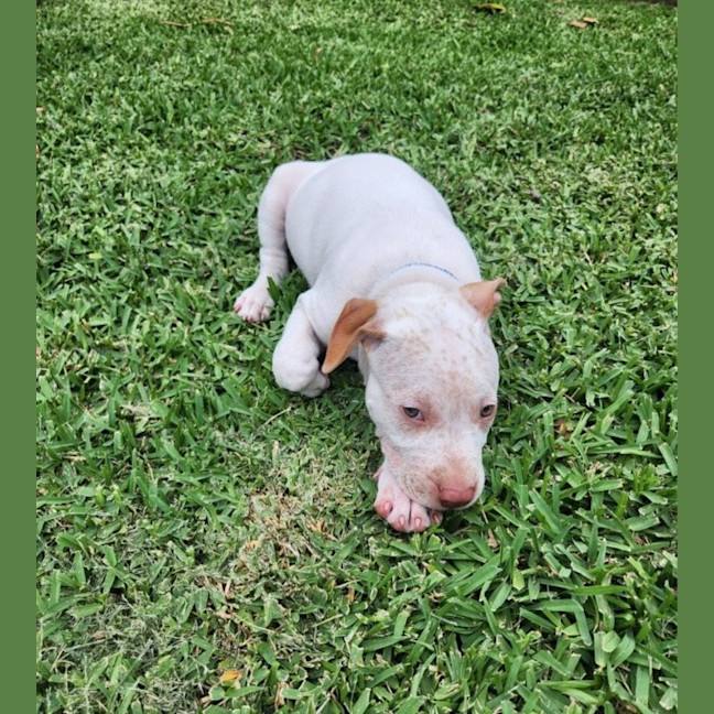 Photo of Marty   8 Week Old Cattle Dog X