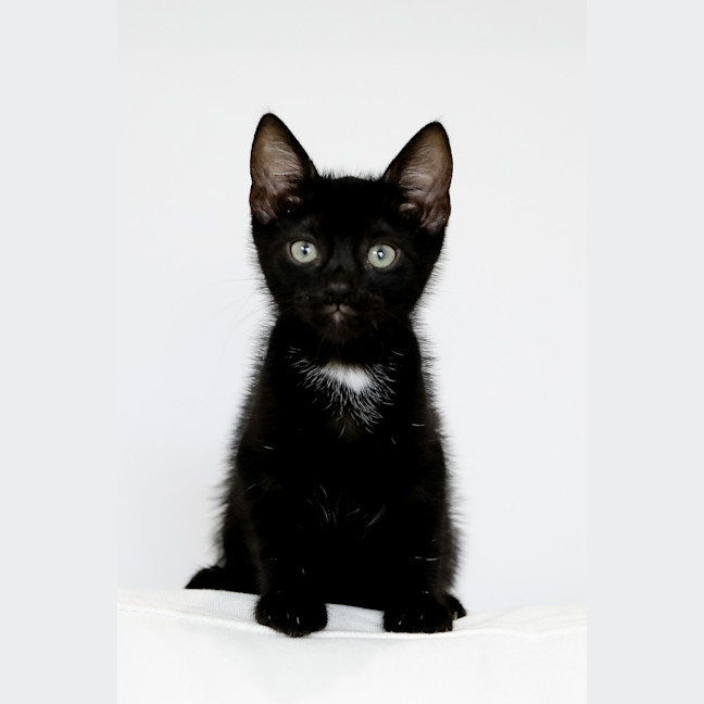 Photo of Bandit