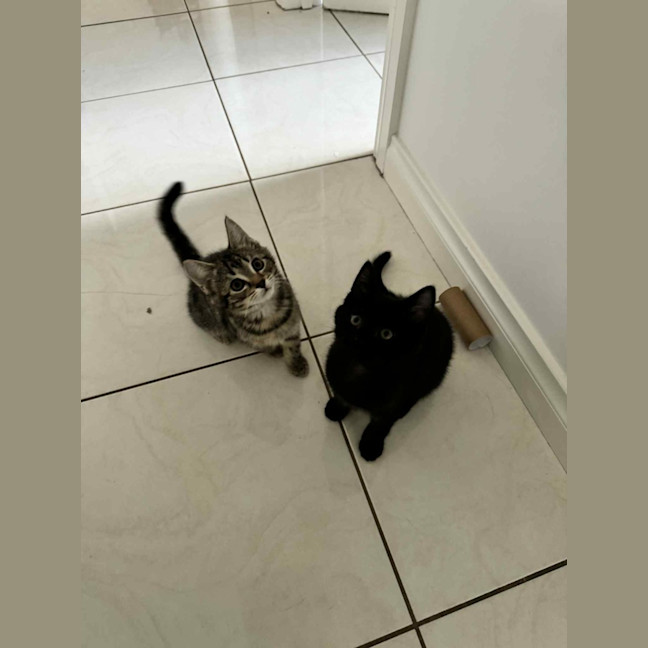 Photo of Pixie & Rocky