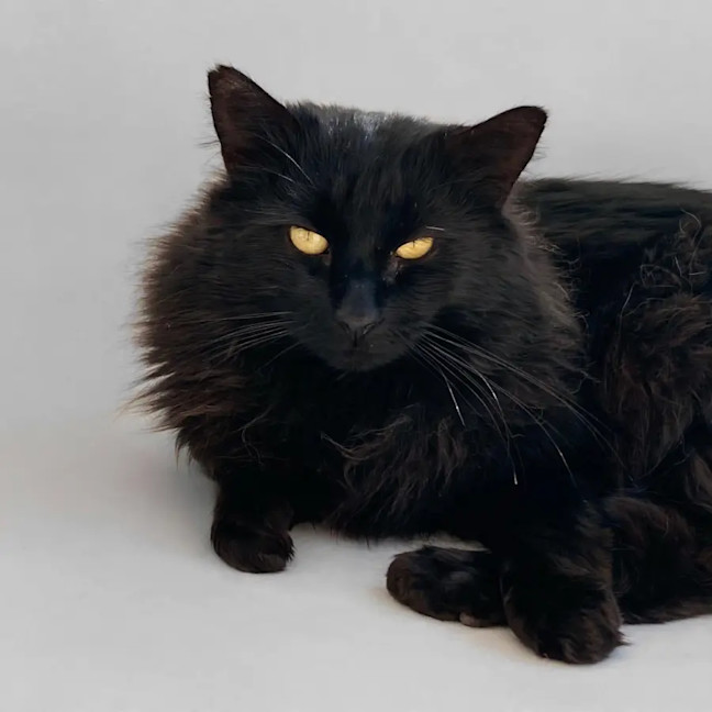 Photo of Midnight 